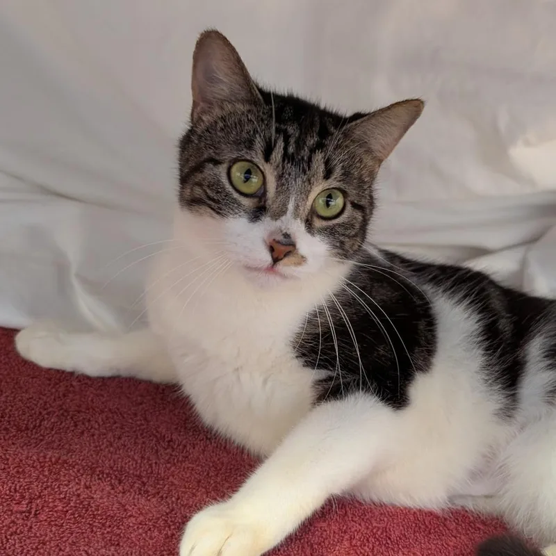 An adult medium-sized female Brown / Chocolate Domestic Short Hair cat named Pottsville for adoption in Birdsboro, PA
