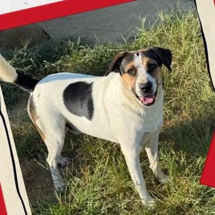 An adult medium-sized male White / Cream Hound dog named Banks for adoption in Hackett, AR