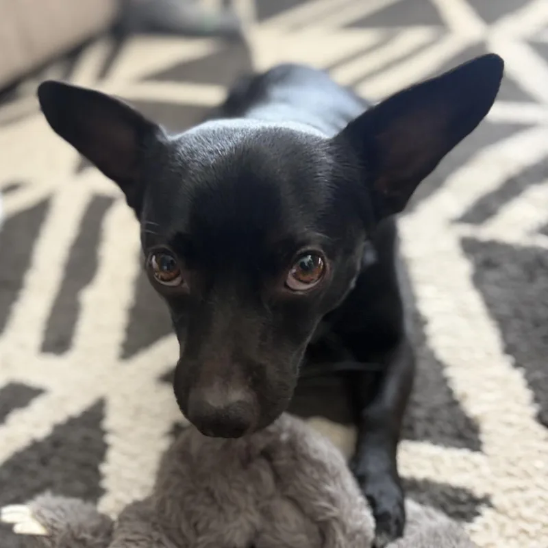 An adult small-sized male Black Chihuahua dog named Milo for adoption in Durham, NC