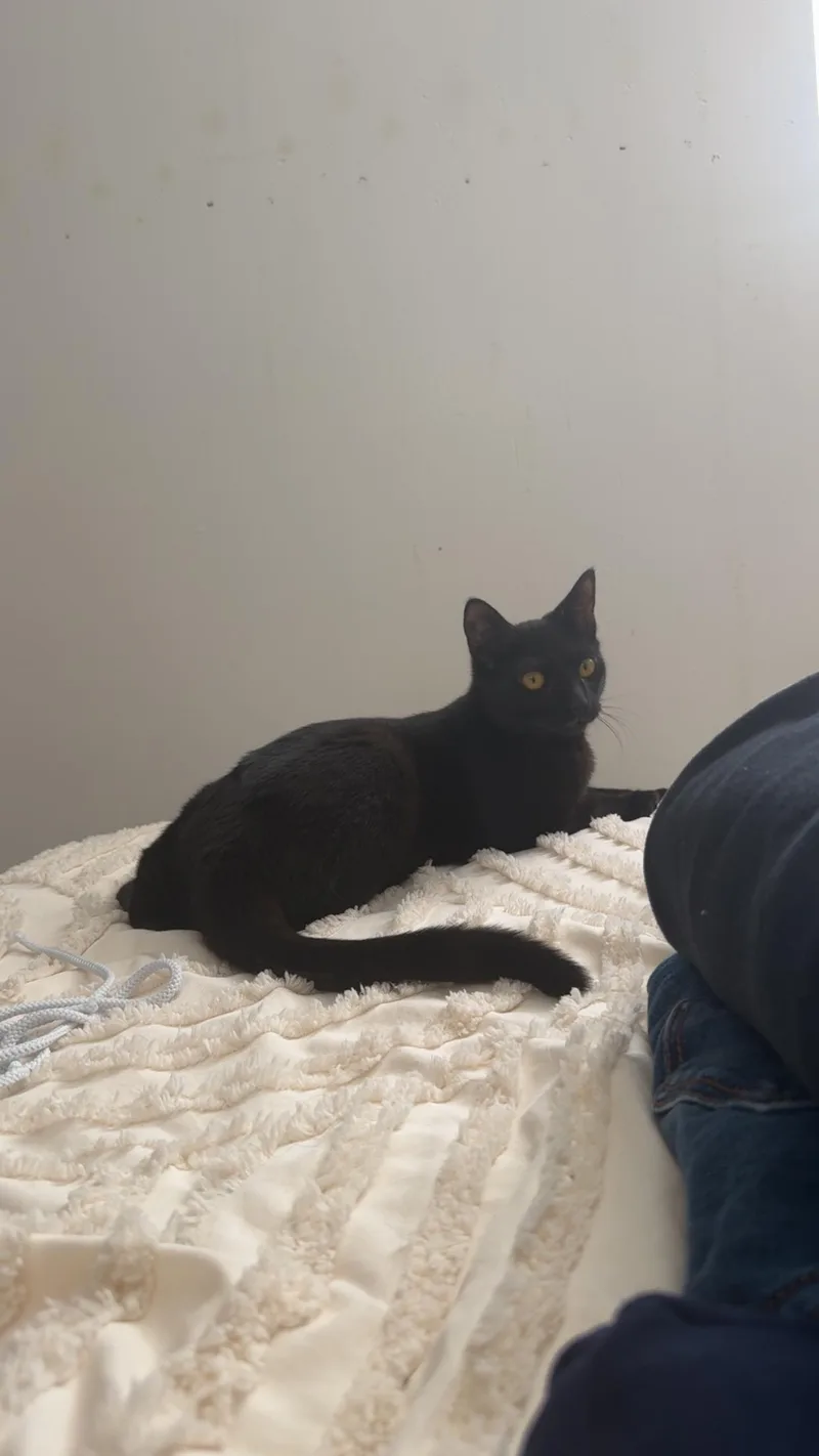 A young small-sized female Domestic Short Hair cat named Bc And Smokey White for adoption in Perth Amboy , NJ