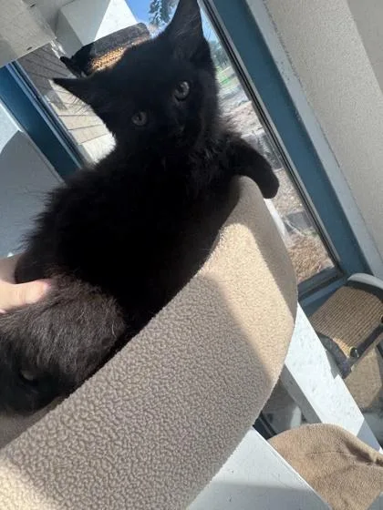 Luke @PetSmart thumbnail 2