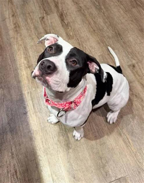 An adult large-sized female Pit Bull Terrier dog named Marilyn for adoption in Las Vegas, NV