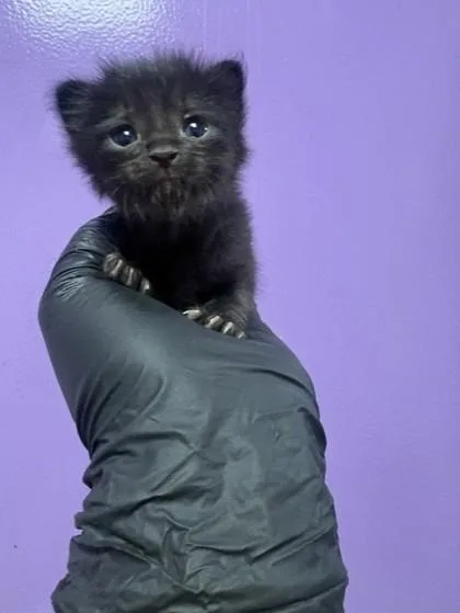 A baby small-sized male Black Domestic Short Hair cat named 61682062 for adoption in El Paso, TX