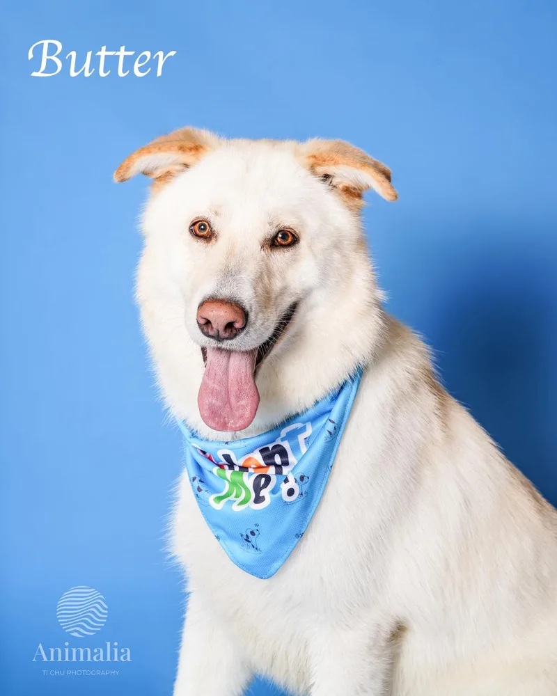 An adult large-sized male White / Cream Shepherd dog named Butters for adoption in rowland heights, CA