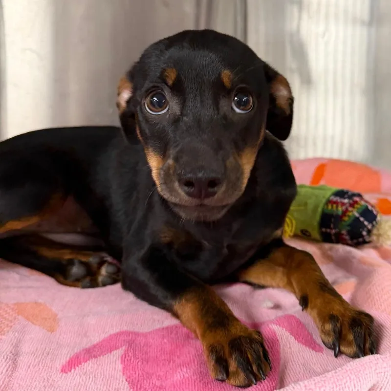 A baby small-sized female Black Miniature Pinscher dog named Audrey for adoption in Stillwater, OK