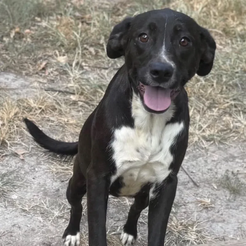 An adult medium-sized female Australian Shepherd dog named Dot for adoption in Overland Park, KS