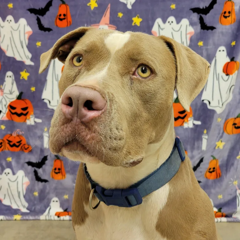 Toffee