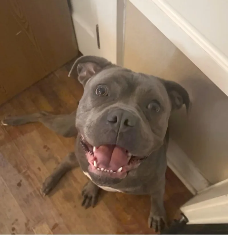 Zara  the Sweet thumbnail 4