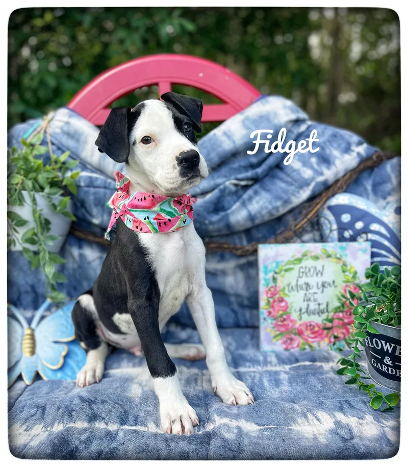 A baby medium-sized male Pit Bull Terrier dog named Fidget for adoption in Sebring, FL