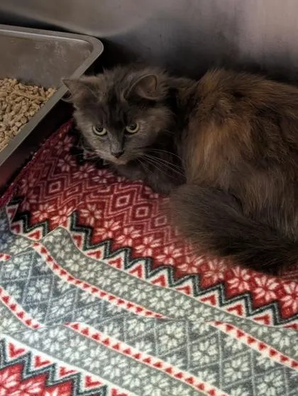 An adult small-sized female Domestic Medium Hair cat named Marsh for adoption in South Bend, IN