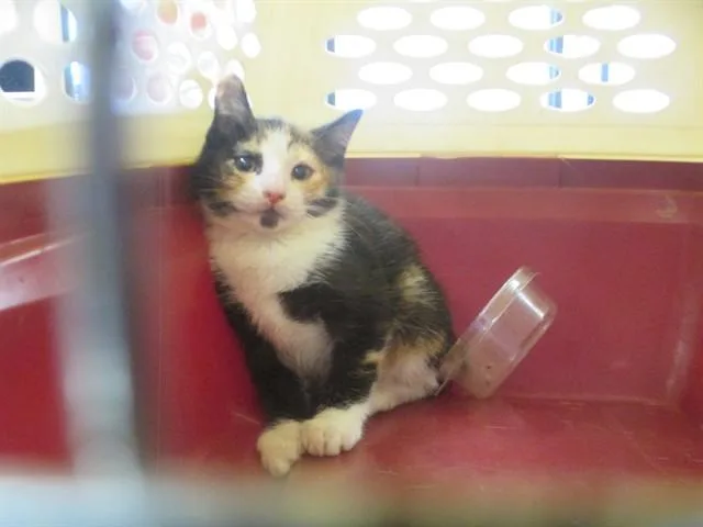 A baby small-sized female Domestic Short Hair cat named Alisson for adoption in Ocala, FL