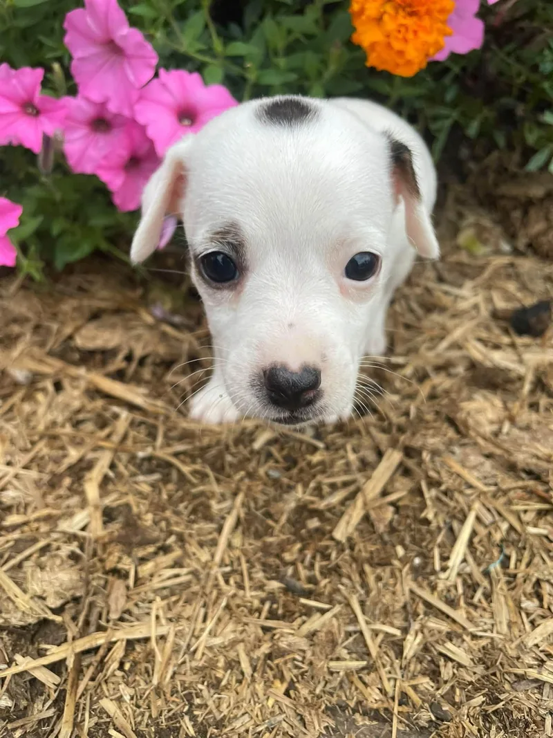 A baby small-sized female Tricolor (Brown, Black, & White) Jack Russell Terrier dog named Dottie for adoption in Plainfield, IN