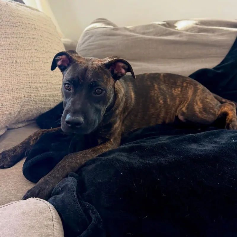 A baby medium-sized female Black Pit Bull Terrier dog named Flower for adoption in Detroit, MI