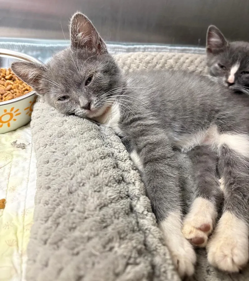 A baby medium-sized female Domestic Short Hair cat named Sylvie for adoption in Greeneville, TN