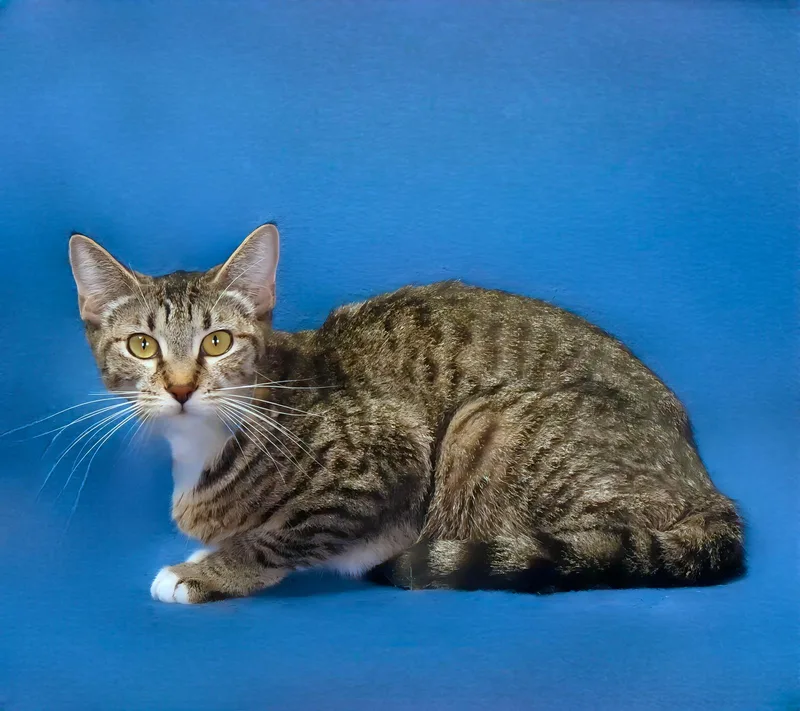 A young small-sized female Domestic Short Hair cat named Aurelia for adoption in Pasadena, CA