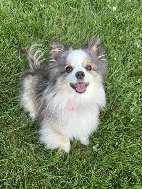 An adult small-sized male Merle (Blue) Australian Shepherd dog named Gabriel for adoption in Ringwood, IL