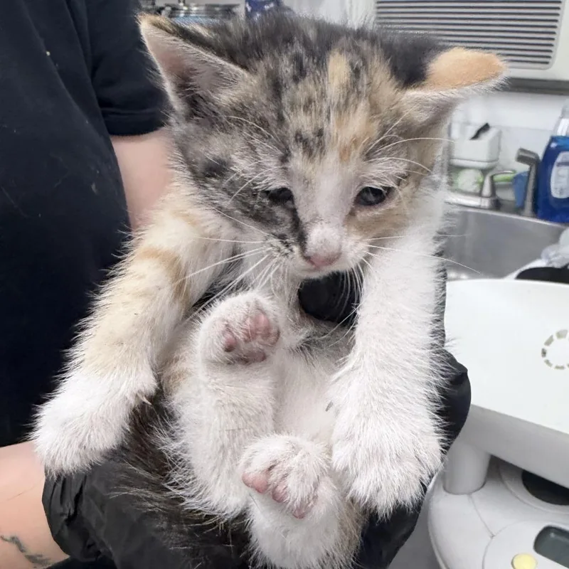 A baby small-sized female Domestic Short Hair cat named Kimchi for adoption in Medford, OR