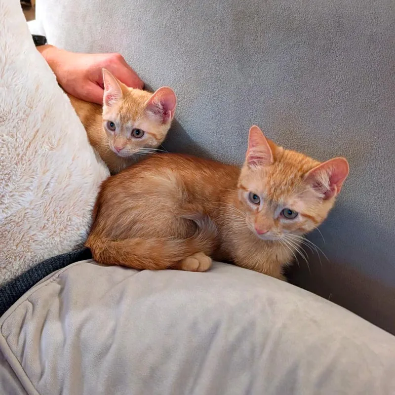 A baby small-sized female Orange & White American Shorthair cat named Jalen & Hart for adoption in New York, NY
