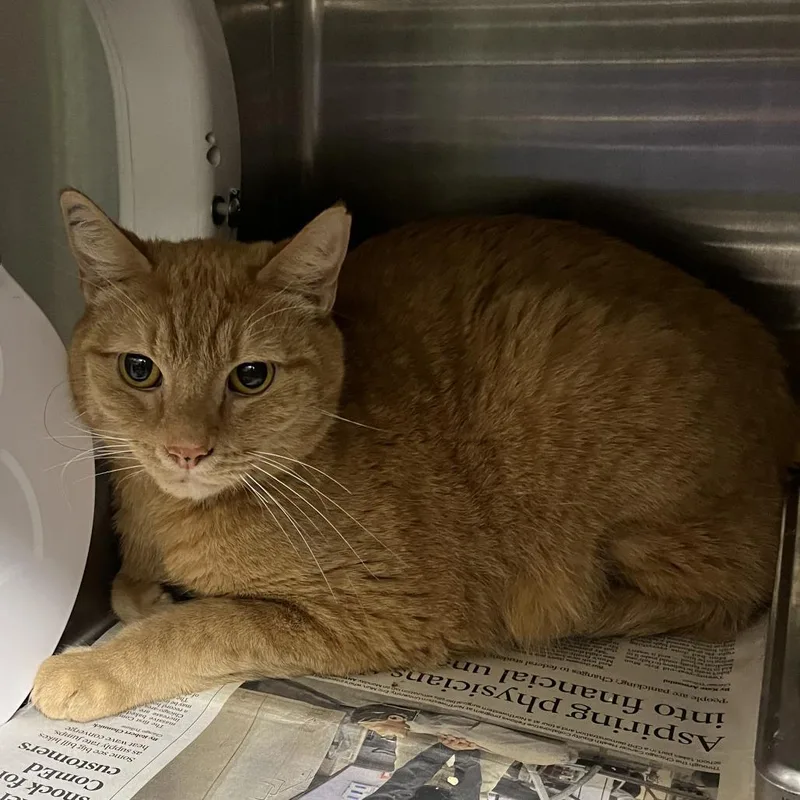 An adult large-sized male Orange / Red Domestic Short Hair cat named Alpha for adoption in Oak Park, IL