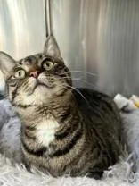 A young medium-sized male Tabby (Brown / Chocolate) Domestic Short Hair cat named Grey for adoption in Manitowoc, WI