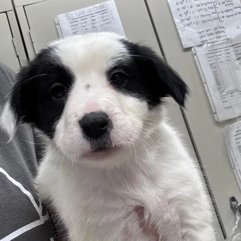 Oh Fluffy Butt thumbnail 3