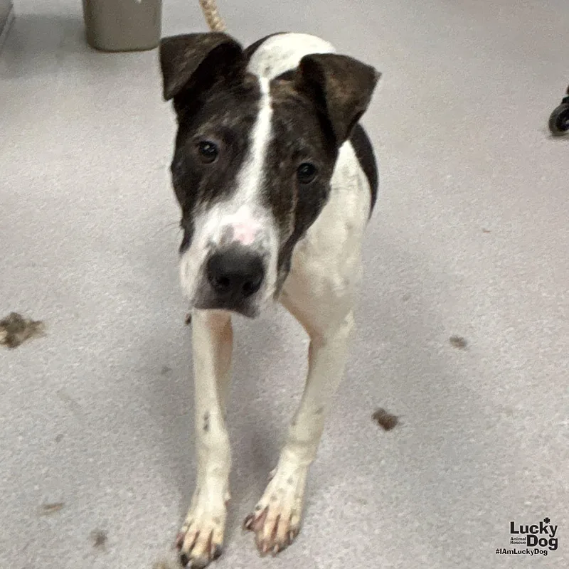 A young medium-sized male Shepherd dog named Gus for adoption in Washington, DC