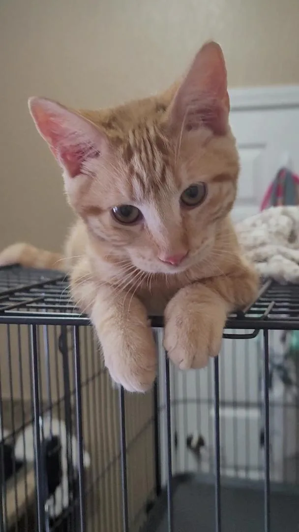 A baby small-sized female Orange & White Tabby cat named Ember for adoption in Escalon, CA