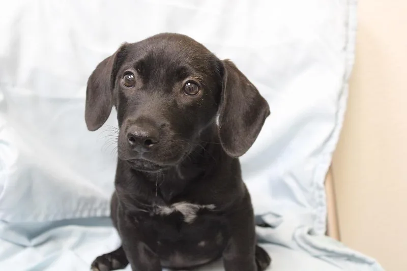 A baby large-sized male Labrador Retriever dog named Trooper for adoption in Clinton, SC
