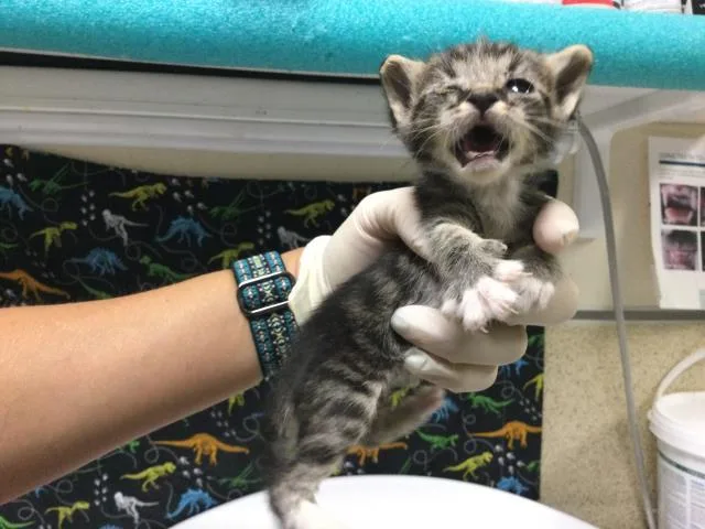 A baby small-sized male Domestic Short Hair cat named Astroid for adoption in Riverside, CA