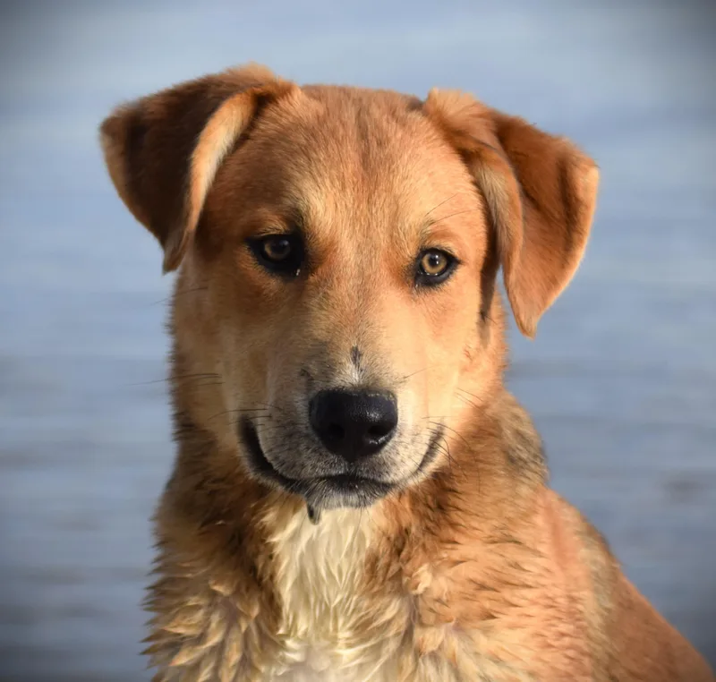 HazelBaby Golden thumbnail 6