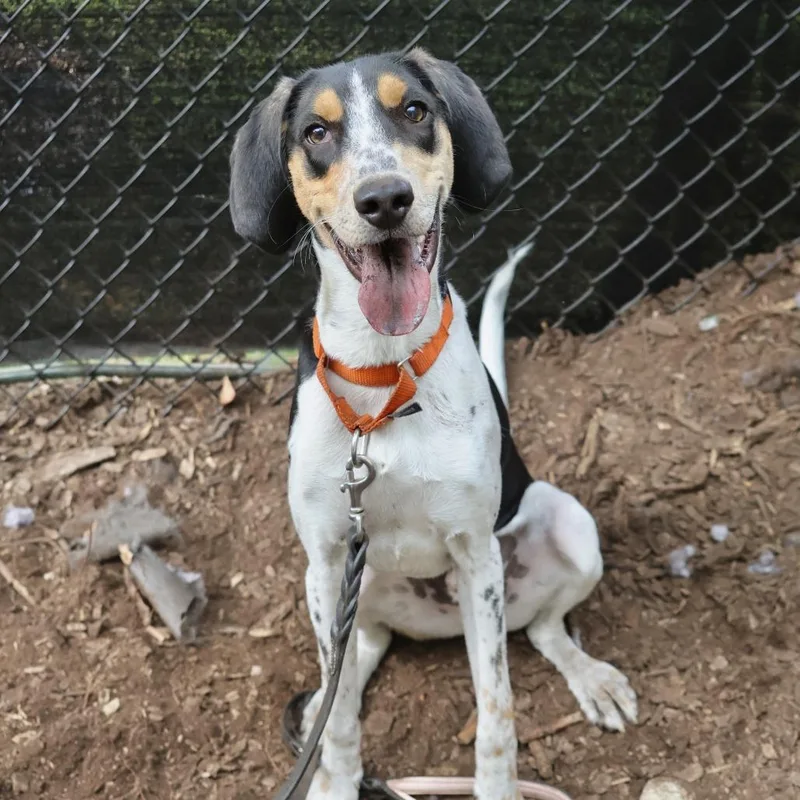 A young medium-sized male White / Cream Hound dog named Boone for adoption in Briarcliff Manor, NY