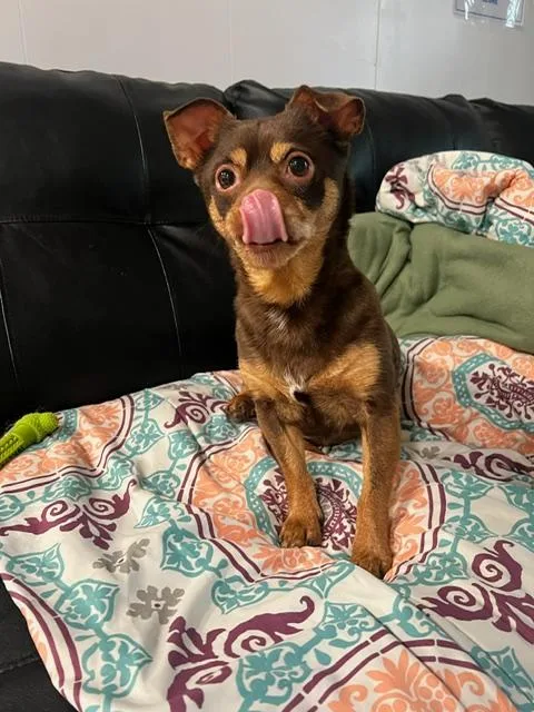 A senior small-sized female Brown / Chocolate Chihuahua dog named Sophia for adoption in Foster, RI