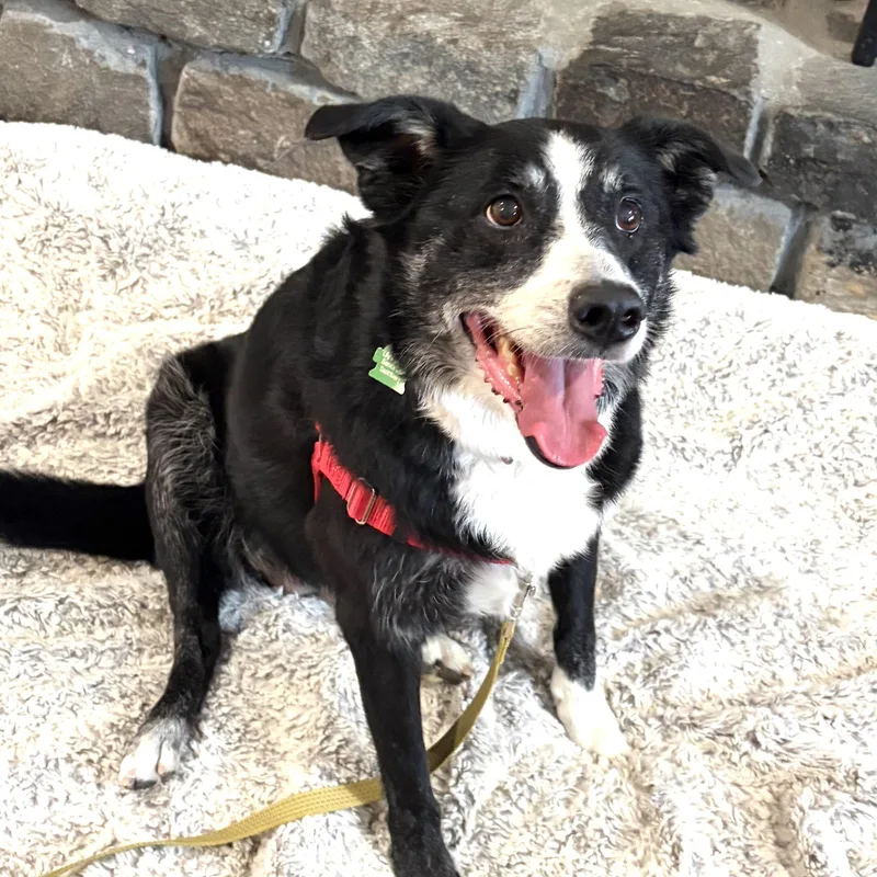 A senior medium-sized female Black Border Collie dog named Biscuits for adoption in Petaluma, CA