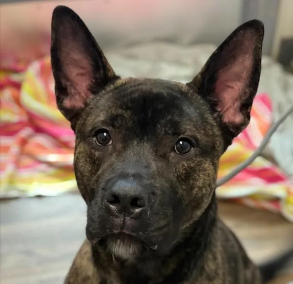 An adult medium-sized male Pit Bull Terrier dog named Salvador for adoption in San Diego, CA
