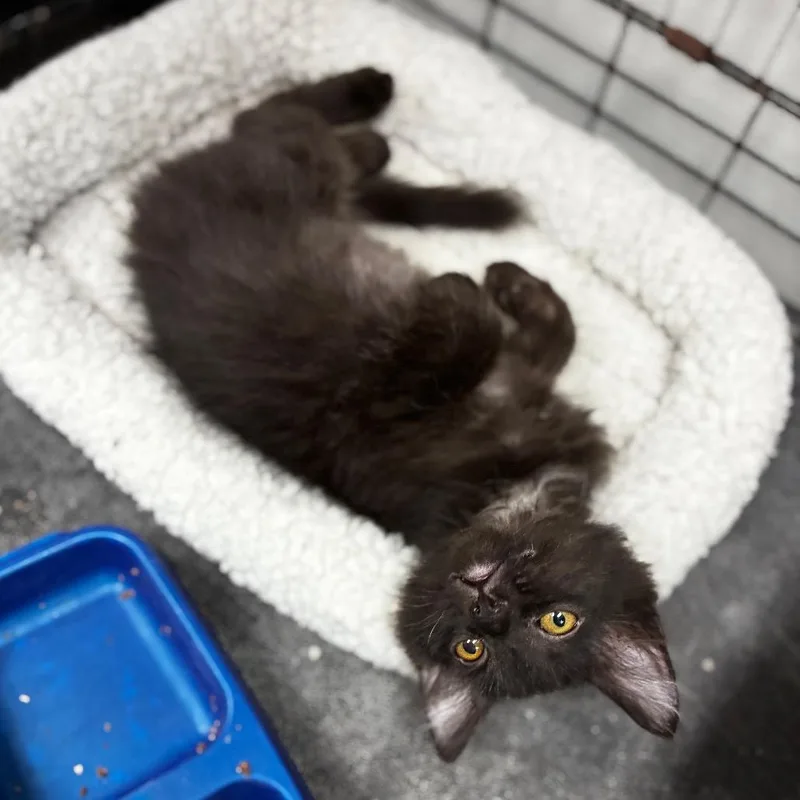A baby small-sized male Black Domestic Long Hair cat named Radiator for adoption in Lebanon, MO