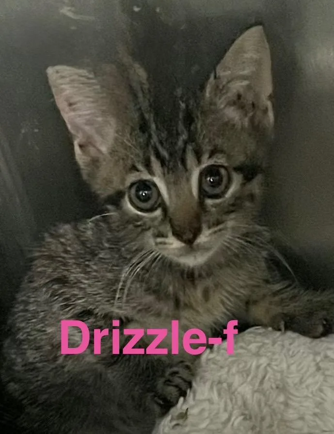 Drizzle