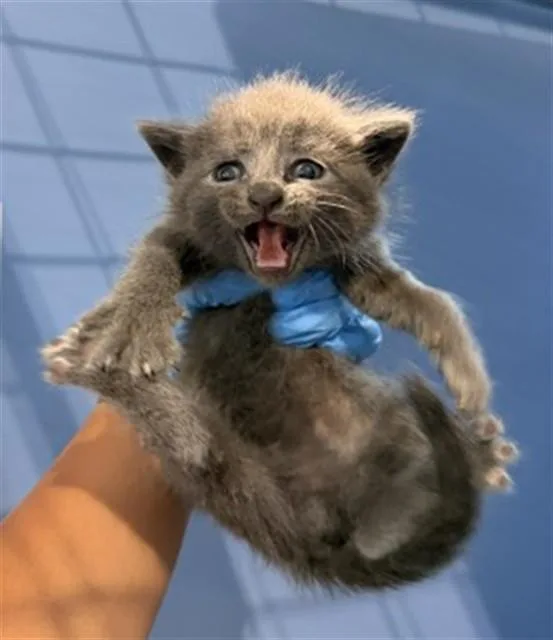 A baby small-sized male Domestic Short Hair cat named Louie for adoption in San Bernardino, CA