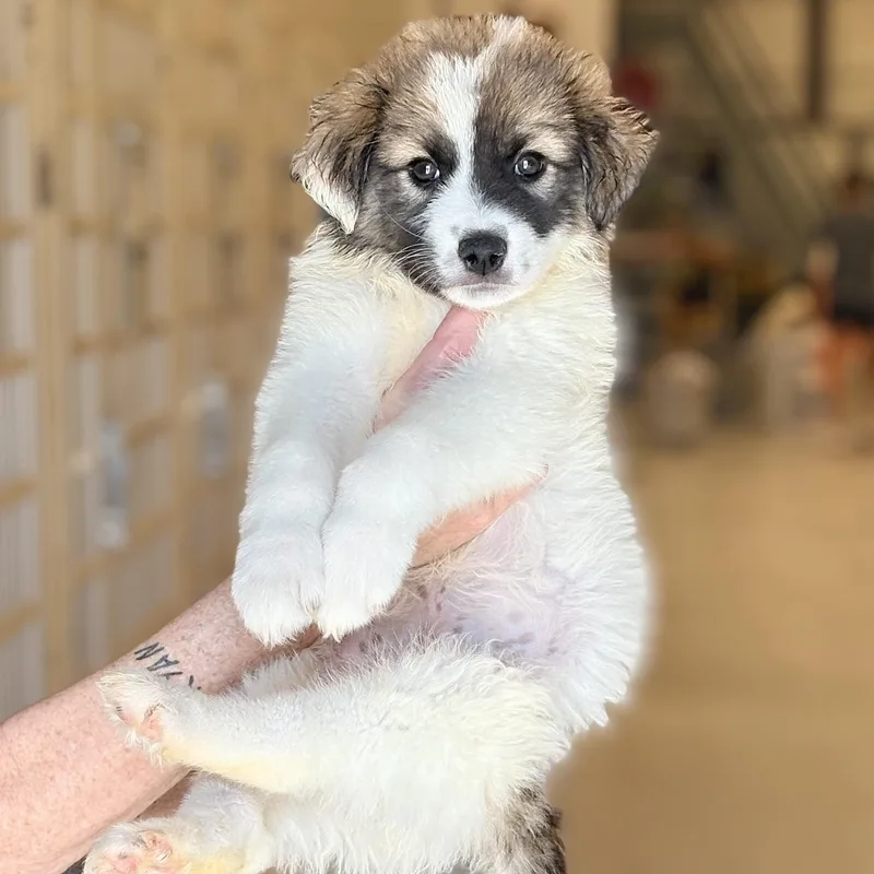 A baby medium-sized male Collie dog named Logan for adoption in Chicago, IL