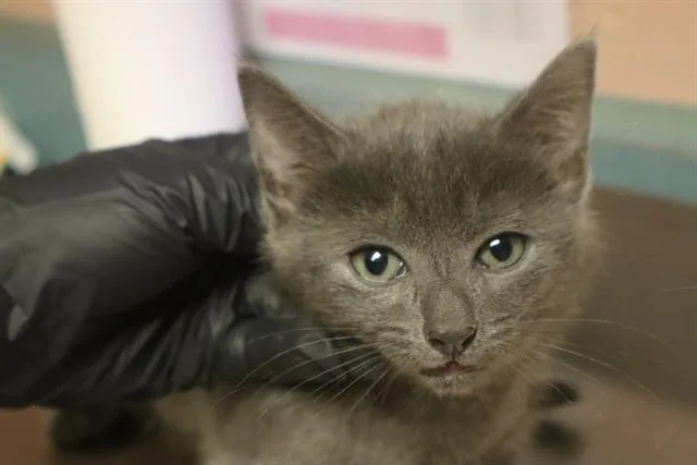 A baby small-sized female Domestic Short Hair cat named Alaska for adoption in Columbia, SC