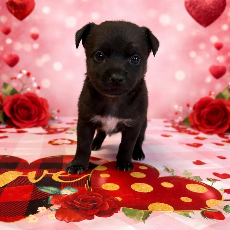 A baby small-sized female Black Shih Tzu dog named Max for adoption in Wappingers Falls, NY