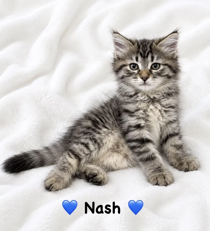 A baby medium-sized male Tabby (Brown / Chocolate) Domestic Long Hair cat named Nash for adoption in Copley, OH