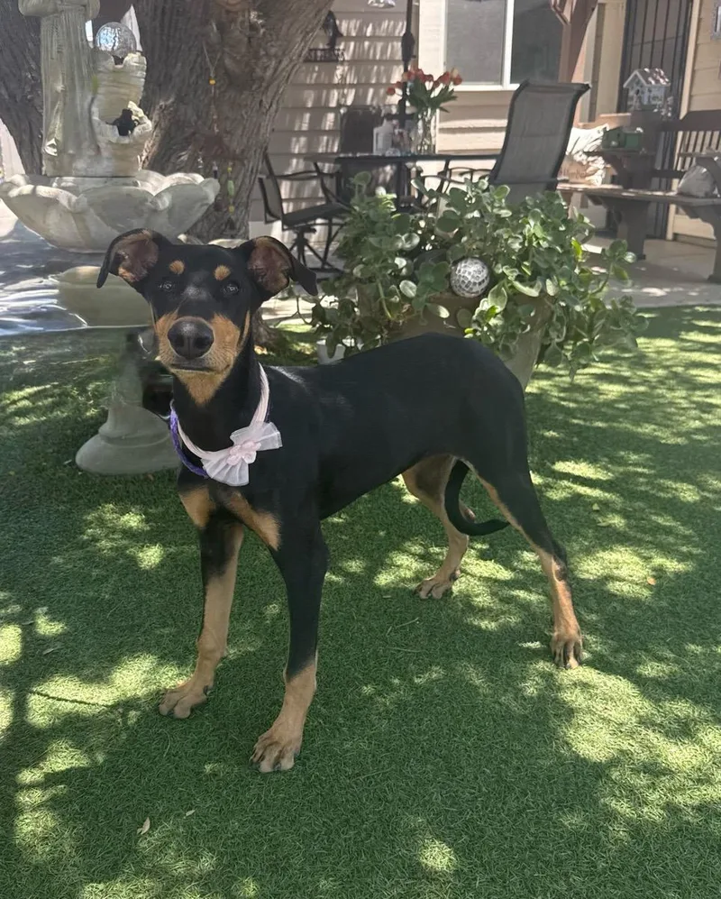 A young medium-sized female Black Doberman Pinscher dog named Marigold for adoption in Temecula, CA