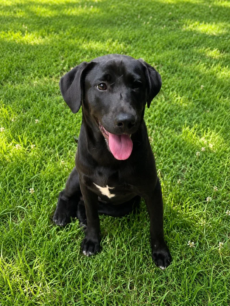 A baby medium-sized female Black Labrador Retriever dog named Ember for adoption in Willington, CT