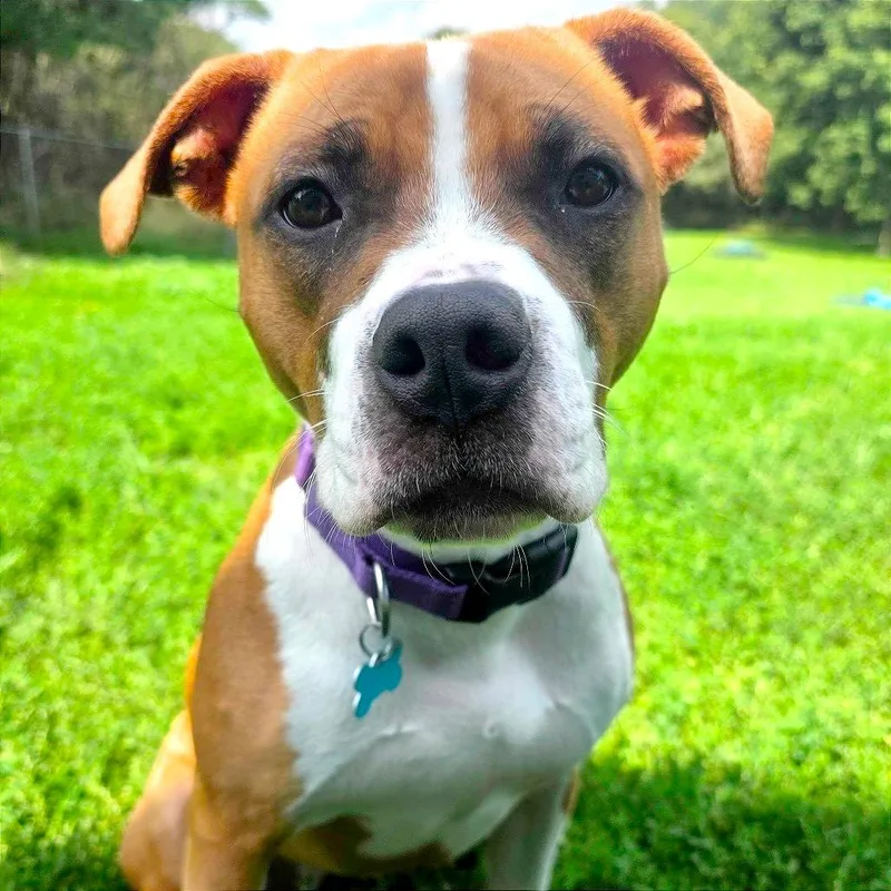 A young medium-sized female Brown / Chocolate Mixed Breed dog named Marie for adoption in Owosso, MI