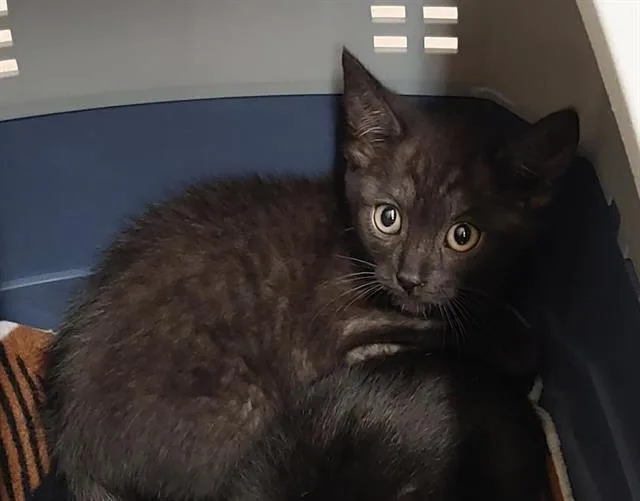 A baby small-sized female Domestic Short Hair cat named Mewgaret for adoption in Chula Vista, CA