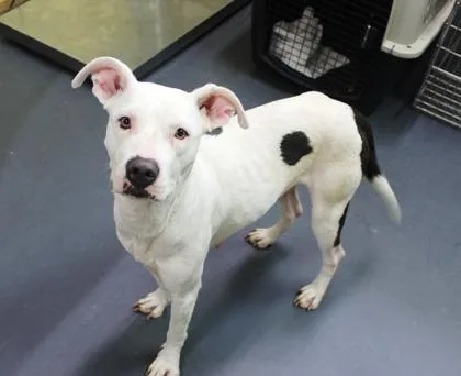A young medium-sized female Terrier dog named Raven for adoption in Picayune, MS