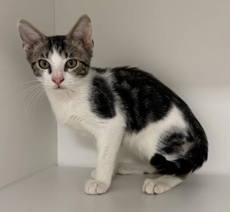 A young medium-sized male Domestic Short Hair cat named Island Green for adoption in Satellite Beach, FL