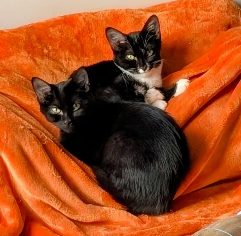 A young medium-sized female Black Domestic Short Hair cat named Longbow for adoption in Leesburg, VA