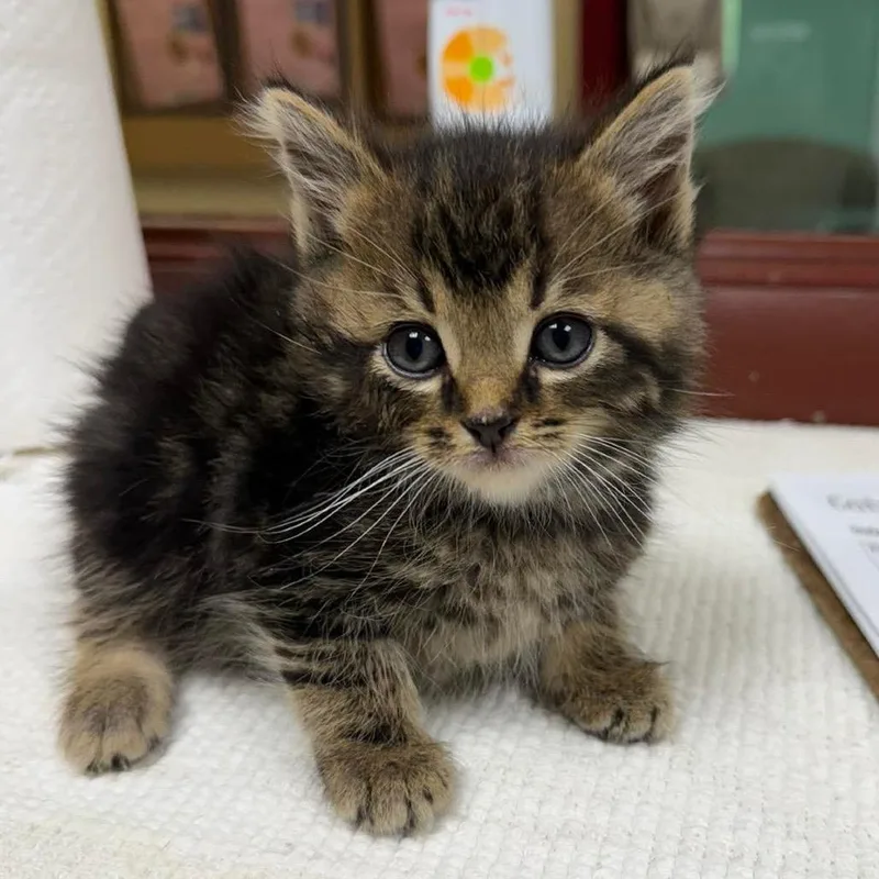 A baby small-sized female Brown / Chocolate Domestic Short Hair cat named Siberia for adoption in Shinnston, WV