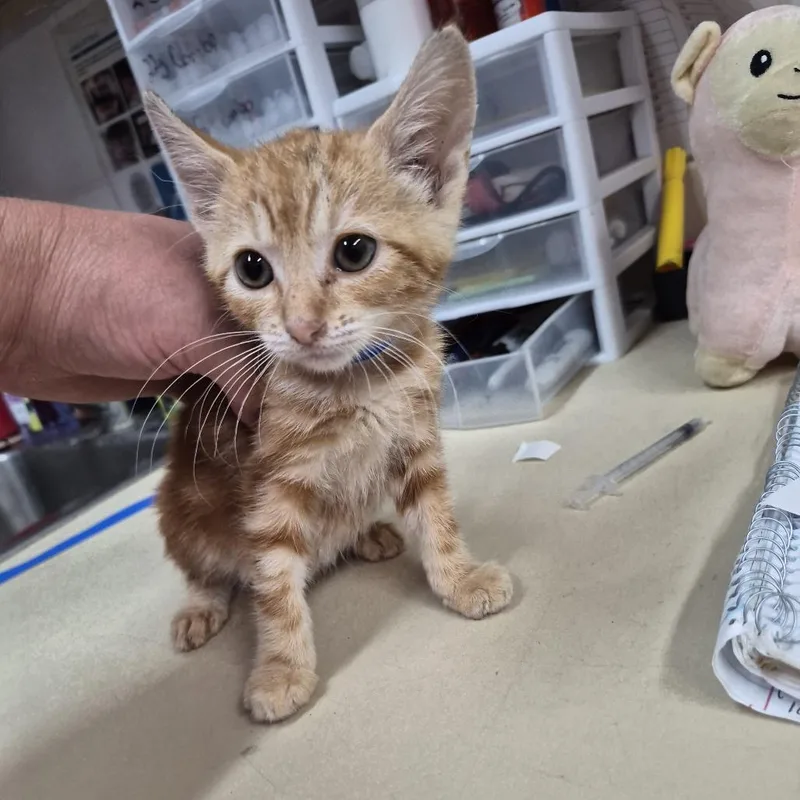 A baby small-sized male Orange / Red Domestic Short Hair cat named Chuckie for adoption in Ardmore, OK